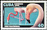 American Flamingo Phoenicopterus ruber  2008 National zoo 6v set
