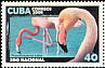 American Flamingo Phoenicopterus ruber