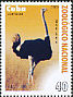 Common Ostrich Struthio camelus