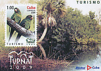 Cuban Parakeet Psittacara euops  2009 Turnat 2009 