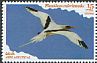 White-tailed Tropicbird Phaethon lepturus  2016 Waterbirds 