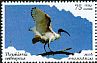 African Sacred Ibis Threskiornis aethiopicus