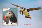 Atlantic Puffin Fratercula arctica  2016 Waterbirds imp