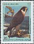Peregrine Falcon Falco peregrinus  2017 UNESCO, birds of prey 