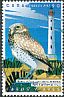Burrowing Owl Athene cunicularia  2017 Lighthouses and birds 