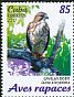 Broad-winged Hawk Buteo platypterus  2017 Birds of prey 