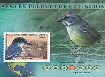 Giant Kingbird Tyrannus cubensis  2018 Birds in danger of extinction 