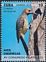 Fernandina's Flicker Colaptes fernandinae