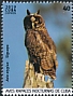 Stygian Owl Asio stygius