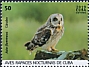 Short-eared Owl Asio flammeus  2019 Owls 