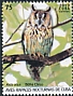 Long-eared Owl Asio otus  2019 Owls 