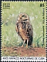 Burrowing Owl Athene cunicularia  2019 Owls 