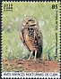 Burrowing Owl Athene cunicularia