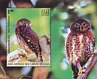 Cuban Pygmy Owl Glaucidium siju