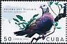 Nilgiri Wood Pigeon Columba elphinstonii
