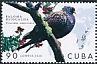 African Olive Pigeon Columba arquatrix  2020 Pigeons 