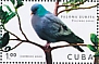 Stock Dove Columba oenas