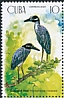 Yellow-crowned Night Heron Nyctanassa violacea  2020 Water birds 