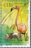 American Flamingo Phoenicopterus ruber  2020 Water birds 