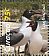 Laughing Gull Leucophaeus atricilla  2012 Sea birds Sheet