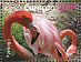 American Flamingo Phoenicopterus ruber  2012 Sea birds Sheet