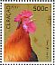 Red Junglefowl Gallus gallus