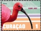 Scarlet Ibis Eudocimus ruber