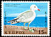 Audouin's Gull Ichthyaetus audouinii  1969 Birds of Cyprus 