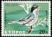 Cyprus Warbler Curruca melanothorax  1969 Birds of Cyprus 