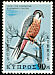 Eleonora's Falcon Falco eleonorae  1969 Birds of Cyprus 
