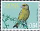 European Greenfinch Chloris chloris