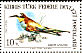 European Bee-eater Merops apiaster