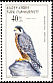 Eleonora's Falcon Falco eleonorae  1997 Birds of prey 