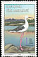 Black-winged Stilt Himantopus himantopus