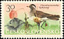 Eurasian Dotterel Charadrius morinellus  1965 Mountain birds 