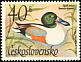 Northern Shoveler Spatula clypeata  1967 Water birds 