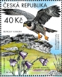 Peregrine Falcon Falco peregrinus