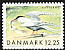 Arctic Tern Sterna paradisaea  1999 Migratory birds 