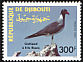 White-eyed Gull Ichthyaetus leucophthalmus  1993 Birds 