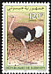 Common Ostrich Struthio camelus  1996 Wildlife 