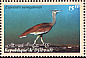 Arabian Bustard Ardeotis arabs