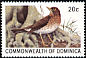 Forest Thrush Turdus lherminieri  1981 Birds 