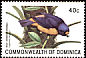 Antillean Euphonia Chlorophonia musica  1981 Birds 