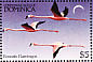 American Flamingo Phoenicopterus ruber  1984 Birds  MS