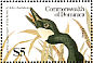 Canada Goose Branta canadensis  1986 Audubon  MS