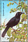 Common Grackle Quiscalus quiscula  1995 Birds Sheet