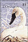 Trumpeter Swan Cygnus buccinator  1995 Birds  MS