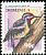 Yellow-bellied Sapsucker Sphyrapicus varius  2001 Bird definitives 