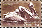 Brown Pelican Pelecanus occidentalis  2005 Birds of the Caribbean 