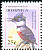 Belted Kingfisher Megaceryle alcyon  2005 Bird definitives 